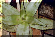 Aloe variety2.jpg (41853 bytes)