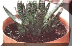 Haworthia var.jpg (91059 bytes)