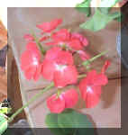 Coral GeraniumRS.jpg (14927 bytes)