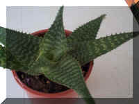 Dwarf aloe - 9-24-01RS.jpg (35713 bytes)