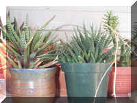 Haworthias - 9-24-01RS.jpg (59248 bytes)