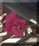 Hot Pink w Magenta MarkingsRS.jpg (14258 bytes)