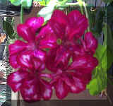 Ivy Geranium - Picasso - 9-24-01RS.jpg (54974 bytes)