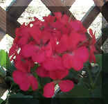 Magenta GeraniumRS.jpg (36103 bytes)