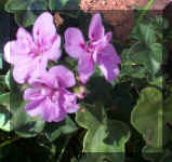 Magenta markings - 9-24-01RS.jpg (110852 bytes)