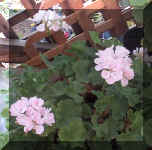 Pale Pink GeraniumRS.jpg (33178 bytes)