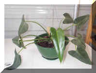 Philo - unknown var - 9-24-01RS.jpg (33219 bytes)