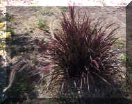 Red Fountain Grass - 9-24-01RS.jpg (80046 bytes)