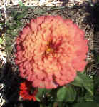 Salmon Zinnia - 9-24-01RS.jpg (32633 bytes)