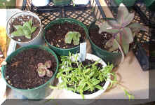 Succulents - 9-24-01RS.jpg (120039 bytes)