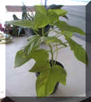 Sw Pot Vine - Lime - 9-24-01RS.jpg (43355 bytes)