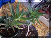Unidentified aloes - 9-24-01RS.jpg (84972 bytes)
