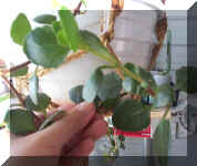 Unknown succ - 9-24-01RS.jpg (34799 bytes)