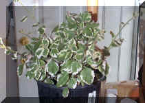 Var Swedish Ivy - 9-24-01RS.jpg (47148 bytes)