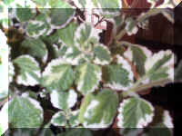 Var Swedish Ivy - 9-24-01 - 2RS.jpg (192315 bytes)