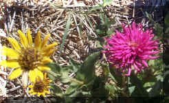 Zinnias - 9-24-01RS.jpg (47171 bytes)